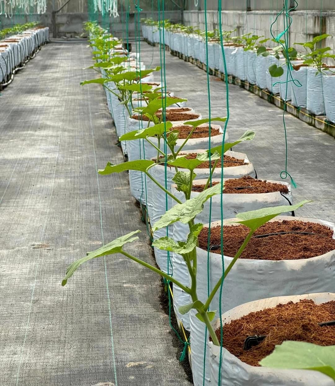 Melon sistem irigasi tetes ( drip irrigation )