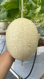 Melon Sani Sweet Net