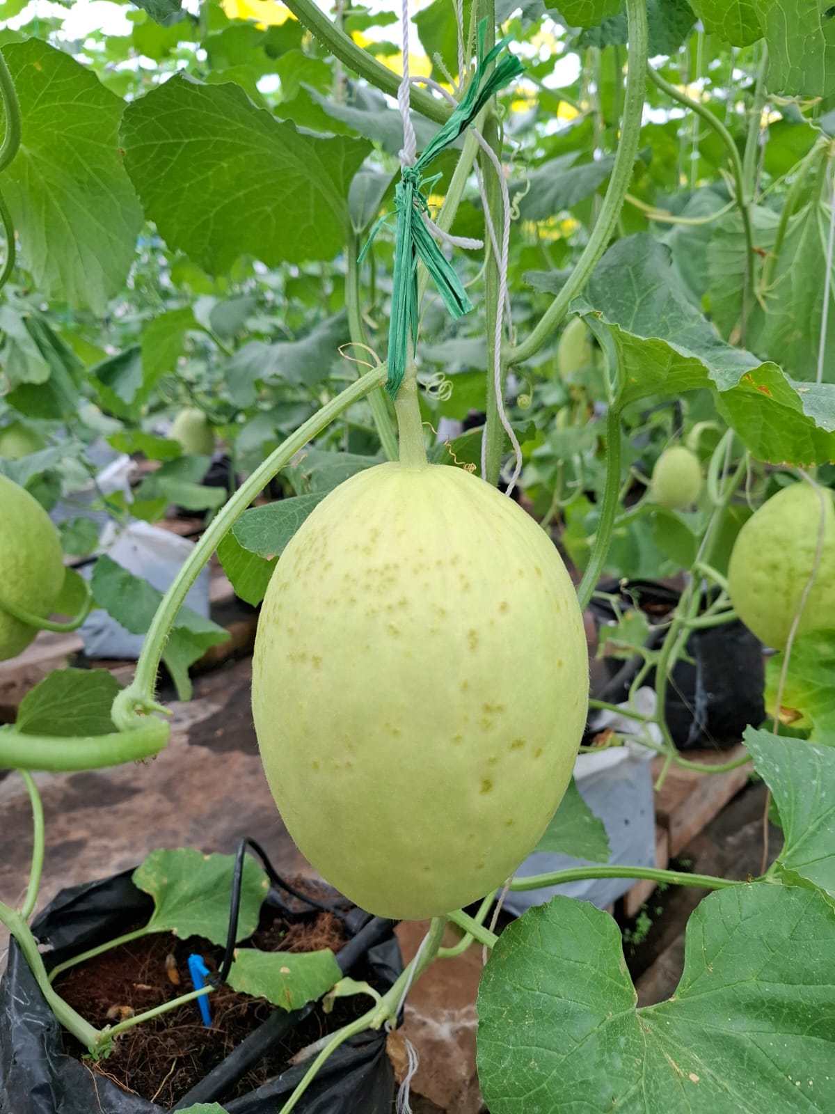 Melon Kinasih